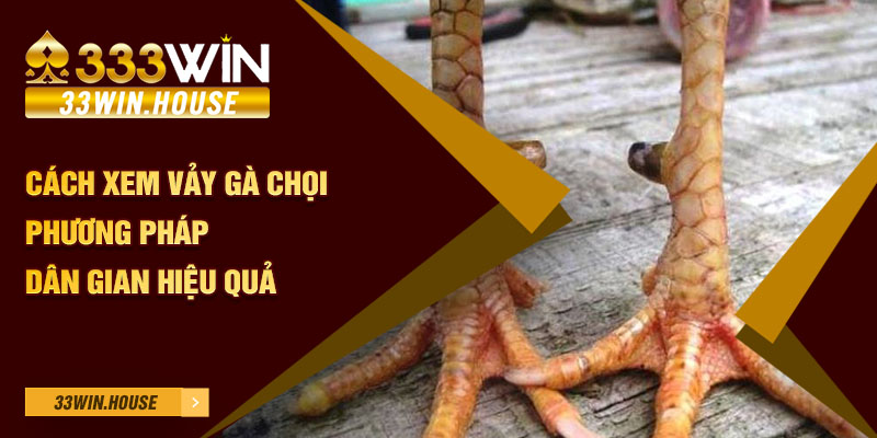 Cách xem vảy gà chọi phương pháp dân gian hiệu quả