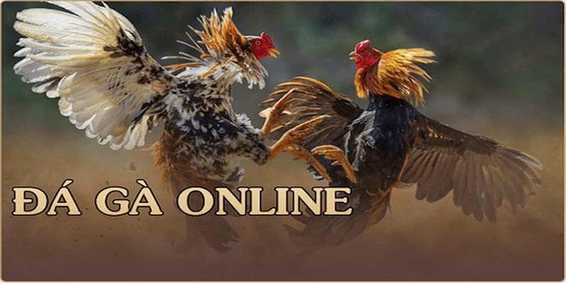 cách chơi đá gà online tại 33Win